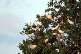 Images_Belize_2011_226