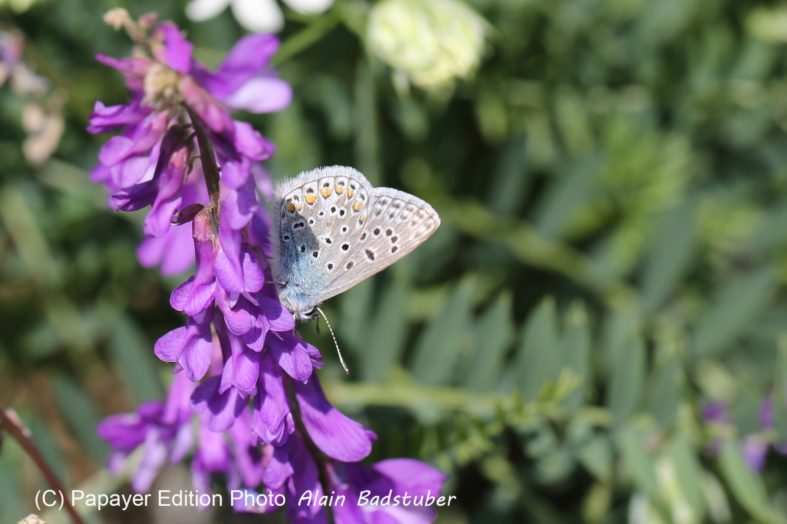 Ballade aux Follatères en mai 2018
