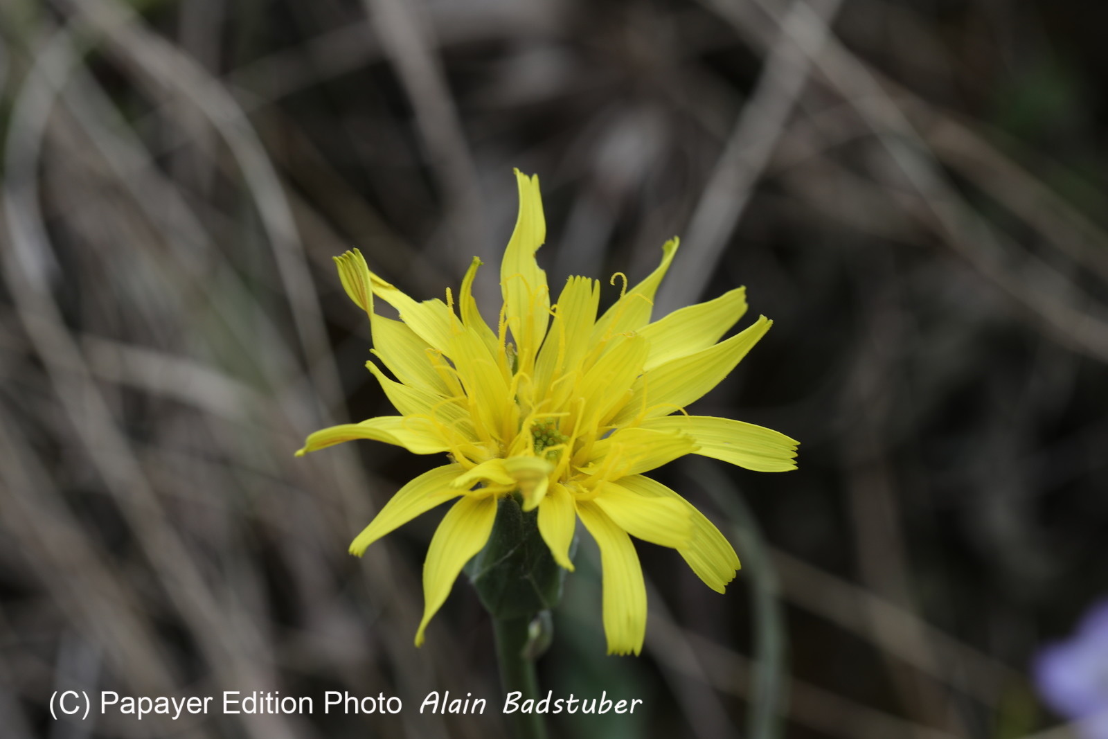 Composée jaune... Composée jaune...