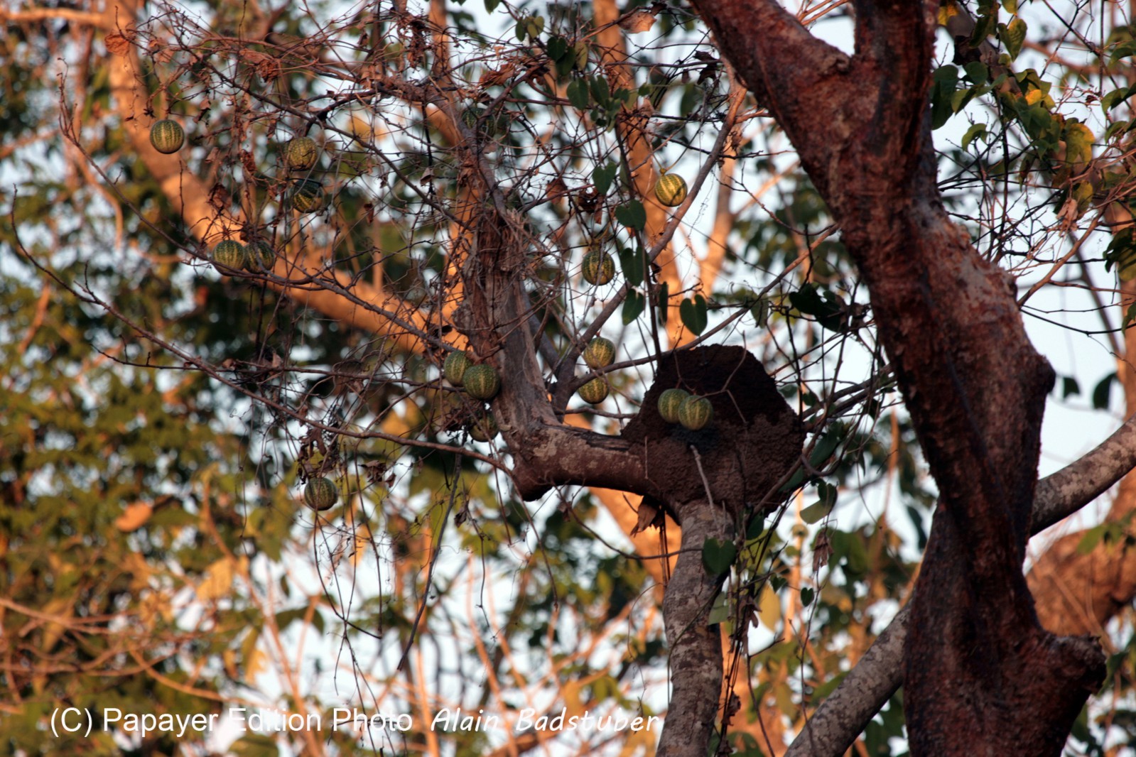 Images_Belize_2011_316