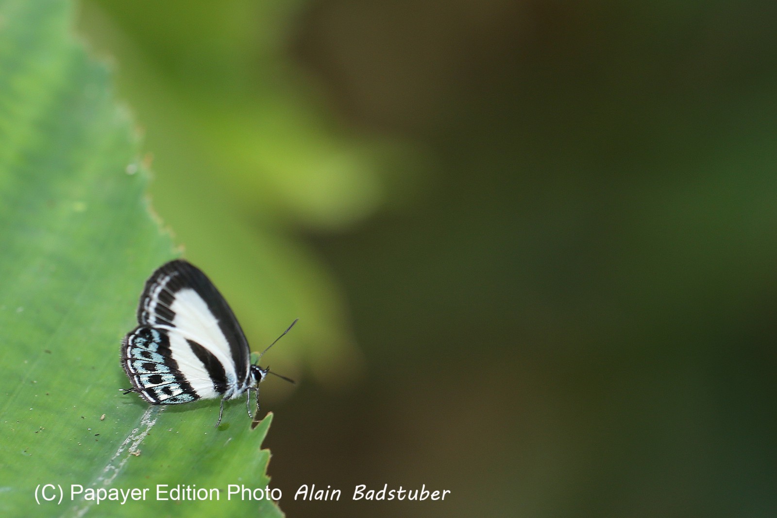 Papillons à Cape Tribulation