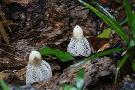 L'Australie à Cow Bay et Cape Tribulation en 2017