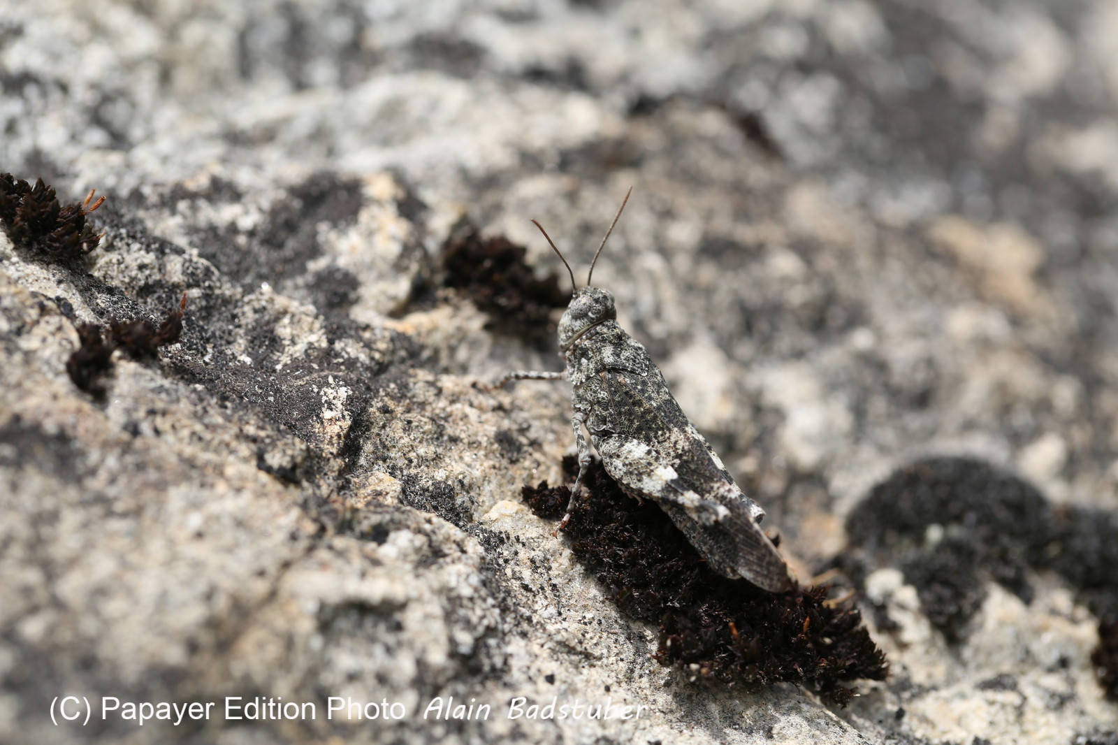 Follatères 2017 Follatères 2017