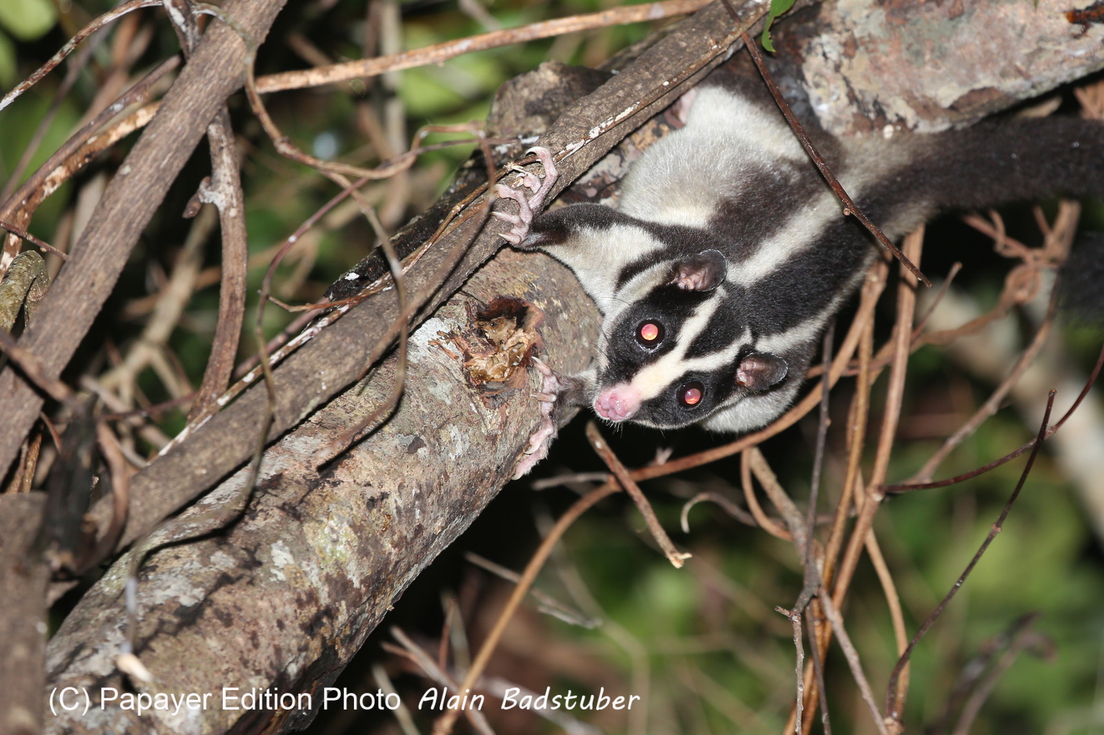 L'Australie à Cow Bay et Cape Tribulation en 2017 L'Australie à Cow Bay et Cape Tribulation en 2017