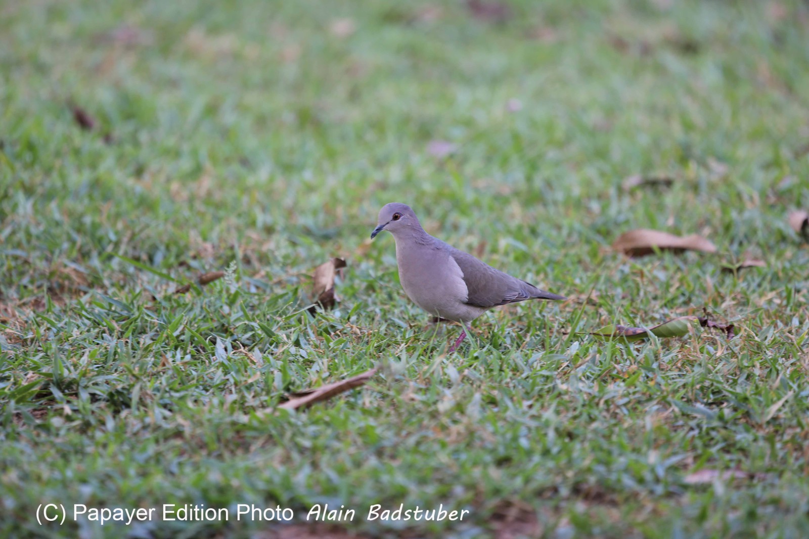 Portal_Paraiso_1_033.jpg Portal_Paraiso_1_033.jpg