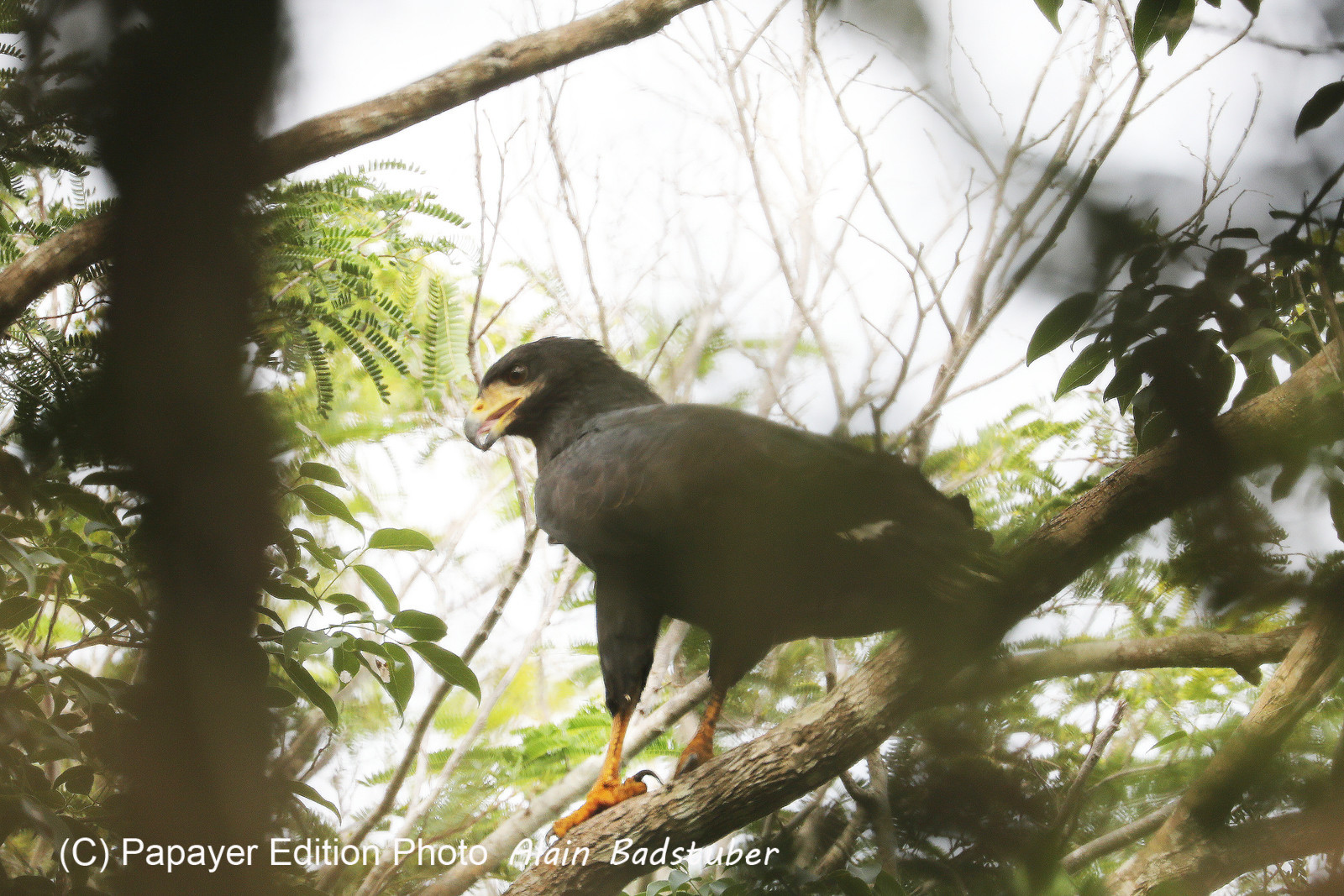 Deuxième séjour à Sarteneja, Bélize, Novembre - Décembre 2021