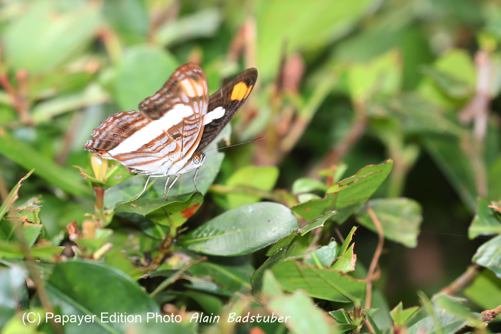 Quatre jours de terrain à Punta Gorda Quatre jours de terrain à Punta Gorda