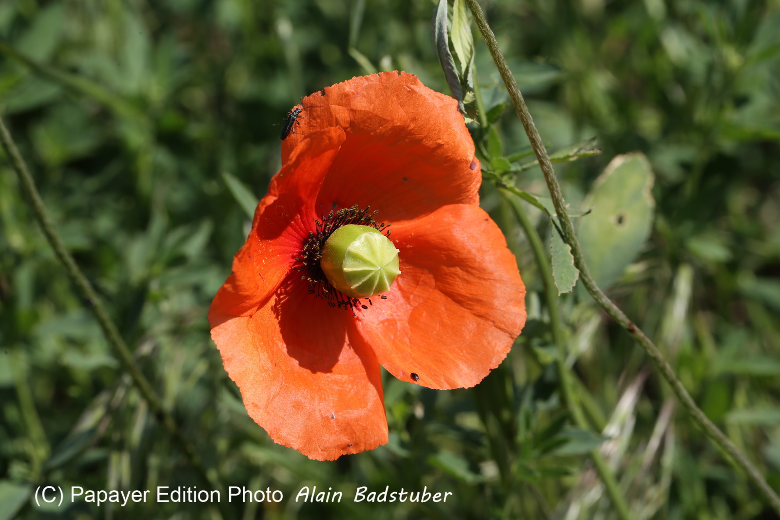 Ballade aux Follatères en mai 2018 Ballade aux Follatères en mai 2018