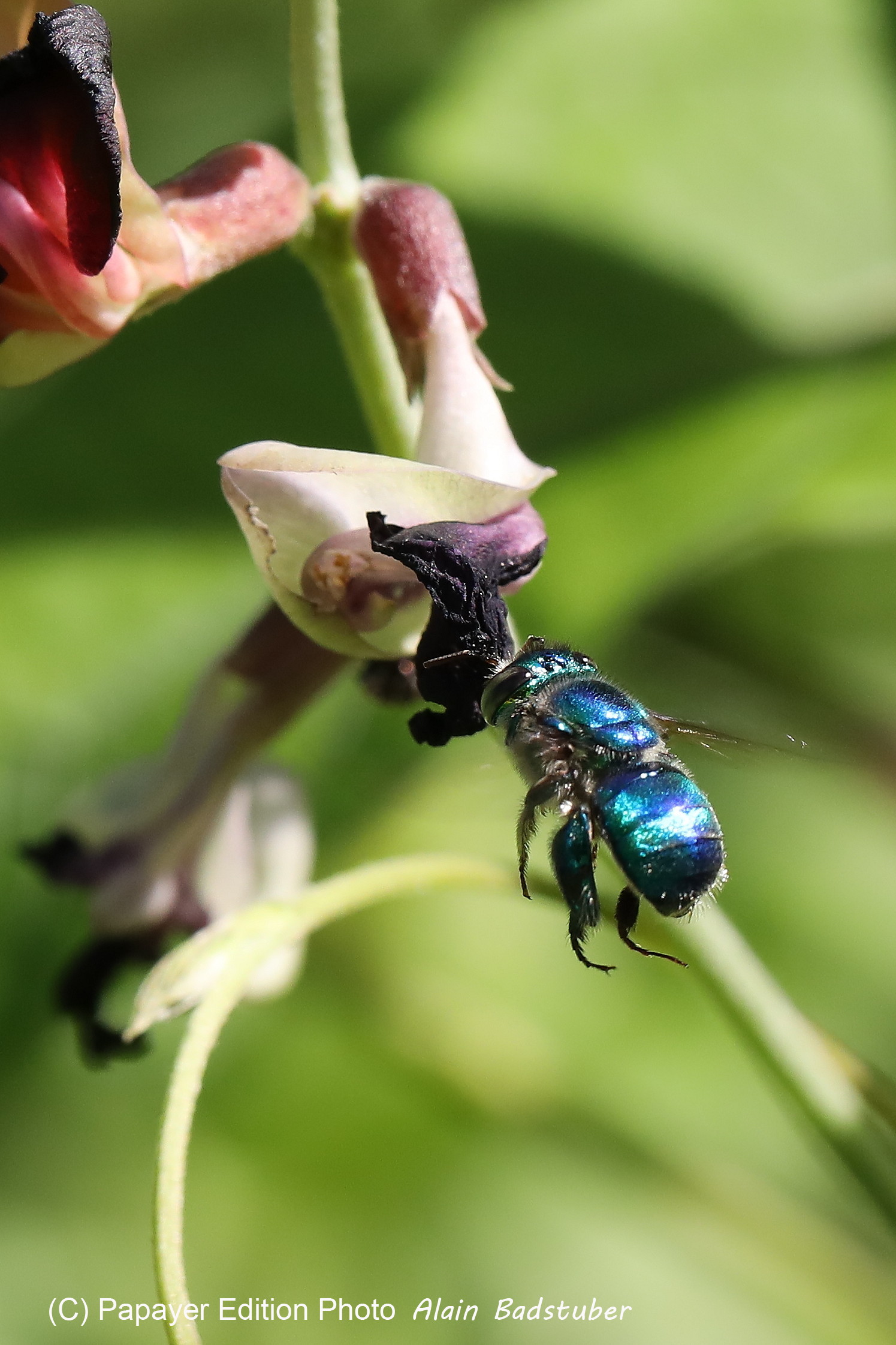 Hickatee Cottages, 4 jours de photo