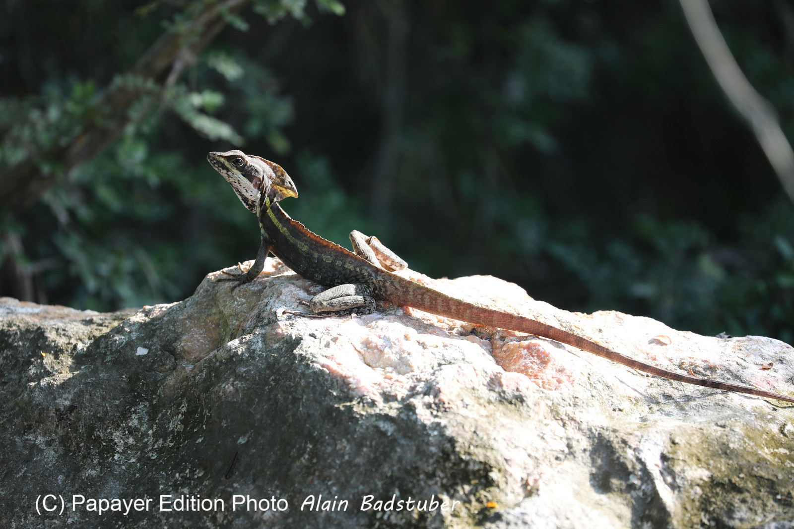 Premier séjour à Crooked Tree , au Bélize en octobre 2021