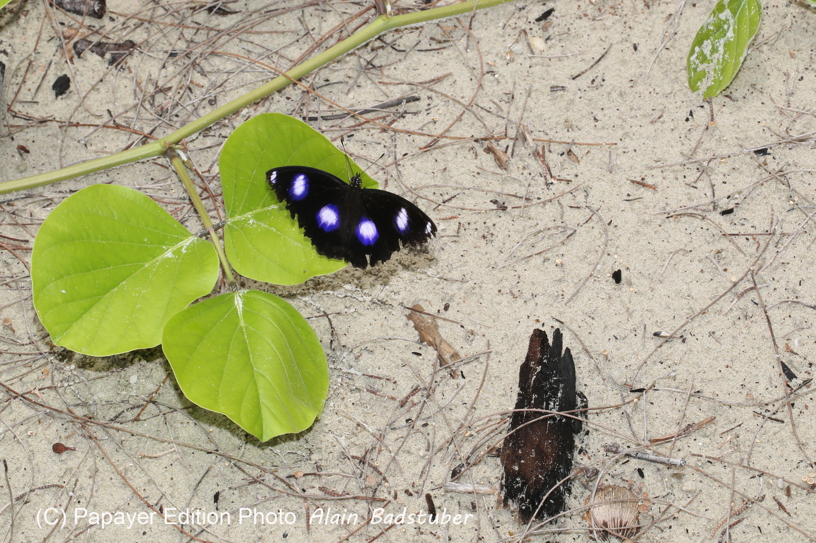 L'Australie à Cow Bay et Cape Tribulation en 2017 L'Australie à Cow Bay et Cape Tribulation en 2017