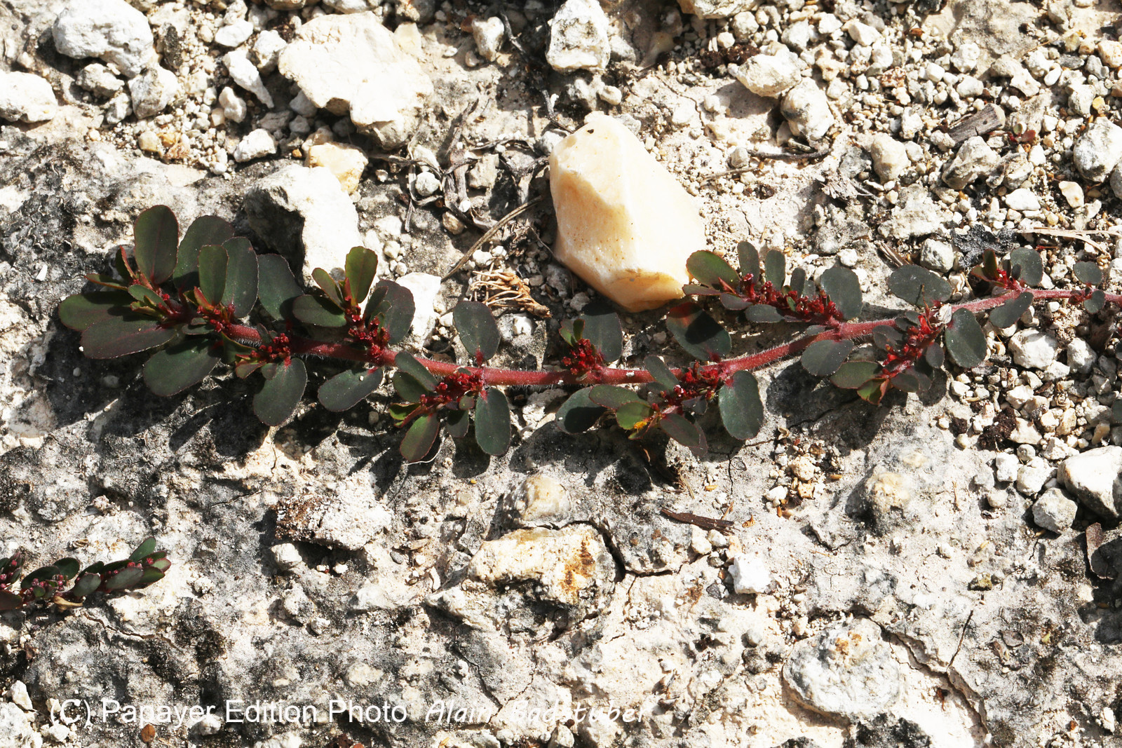 Végétaux et Champignons