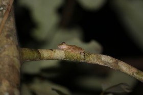 Grenouille à Cape Tribulation