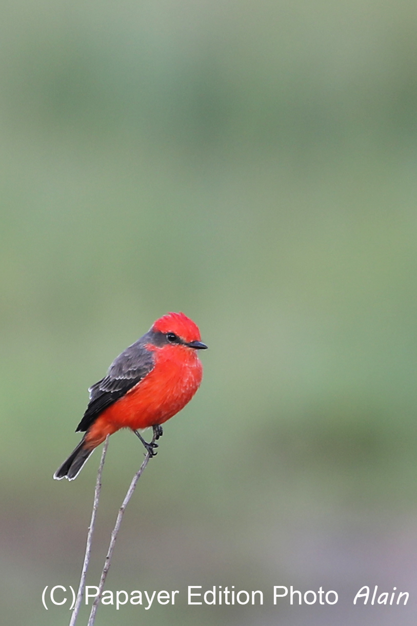 Premier séjour à Crooked Tree , au Bélize en octobre 2021
