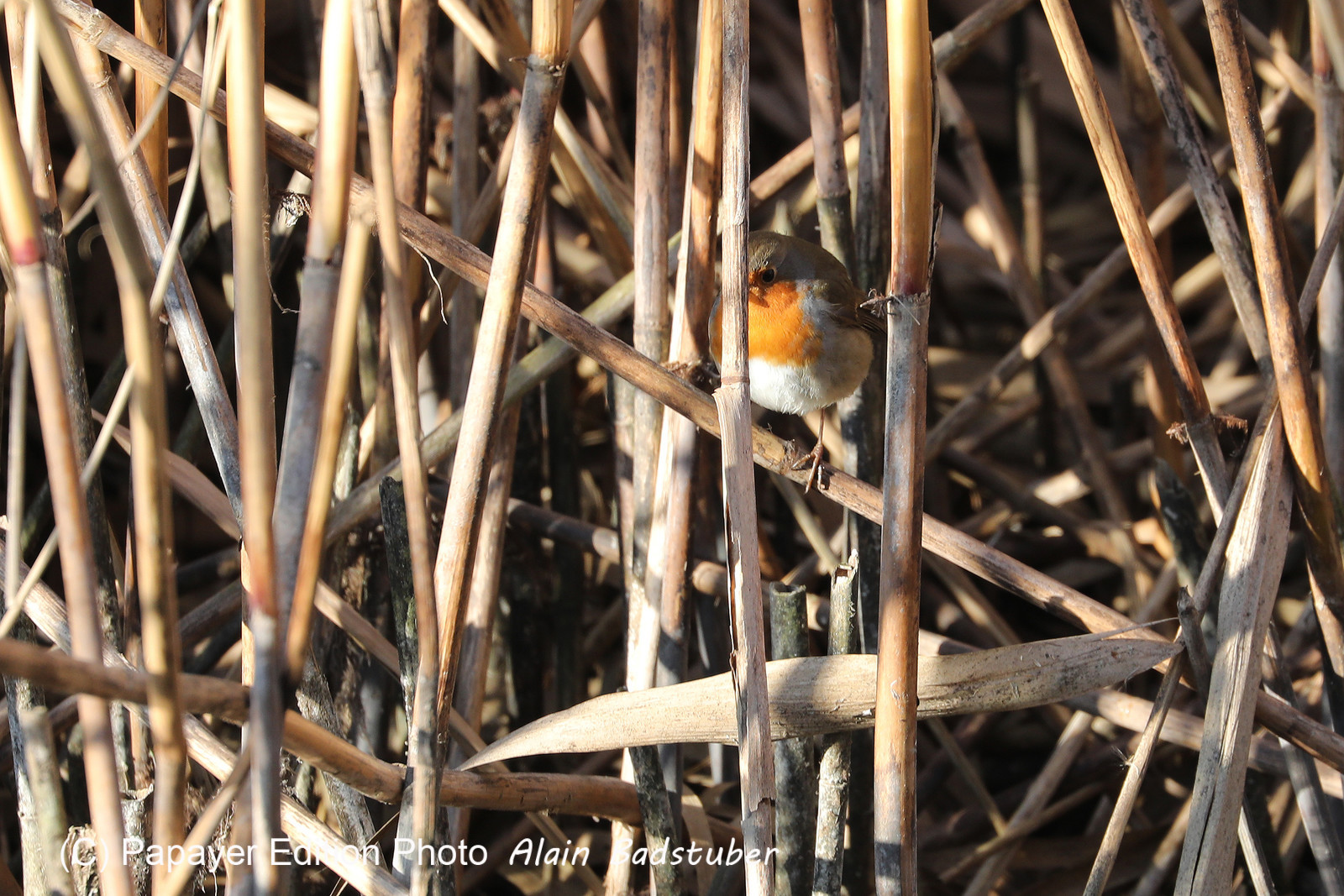 Faune et Flore de Suisse, 2022