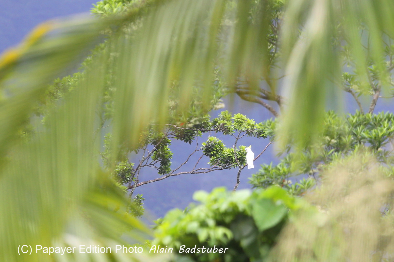 L'Australie à Cow Bay et Cape Tribulation en 2017