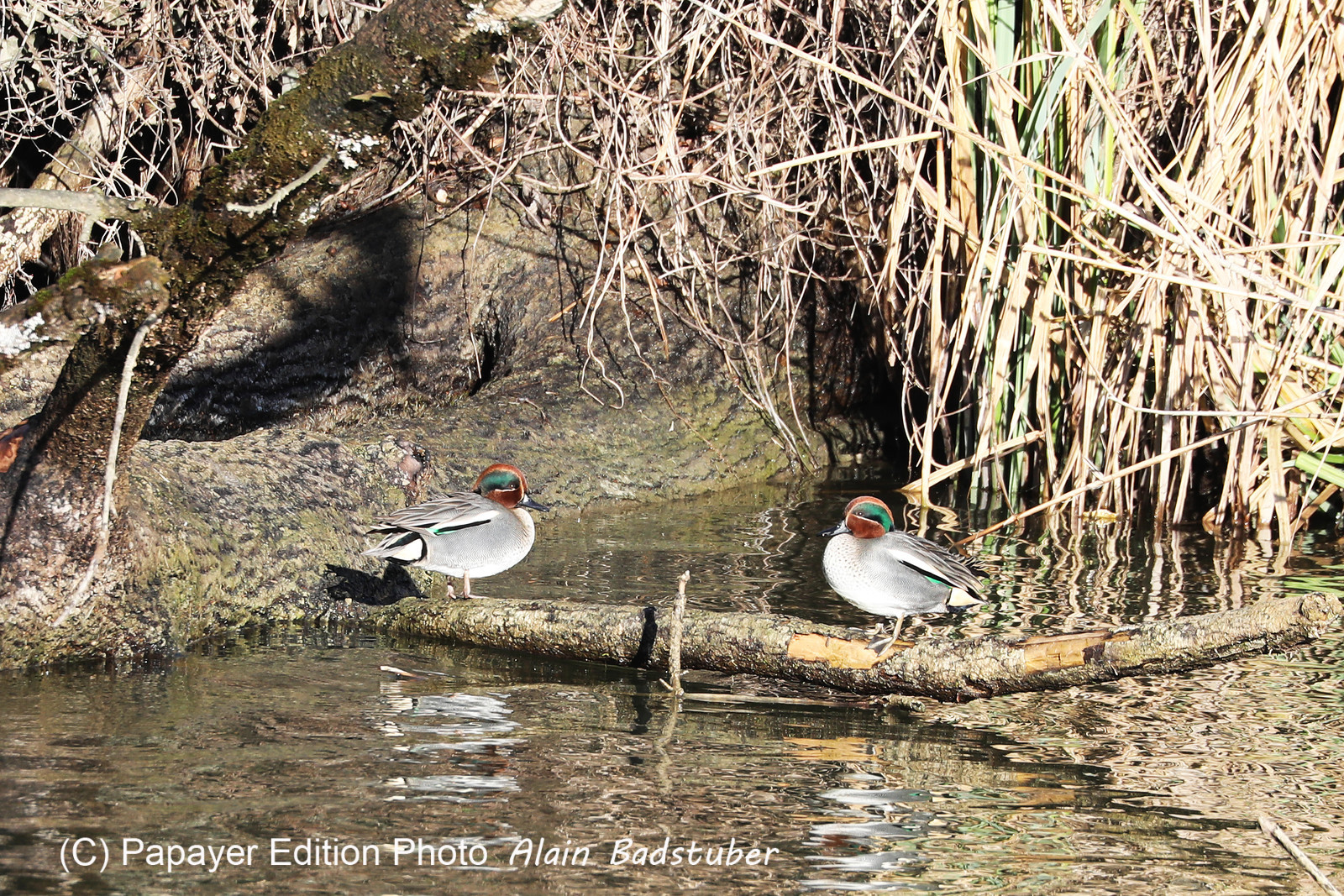 Faune et Flore de Suisse, 2022
