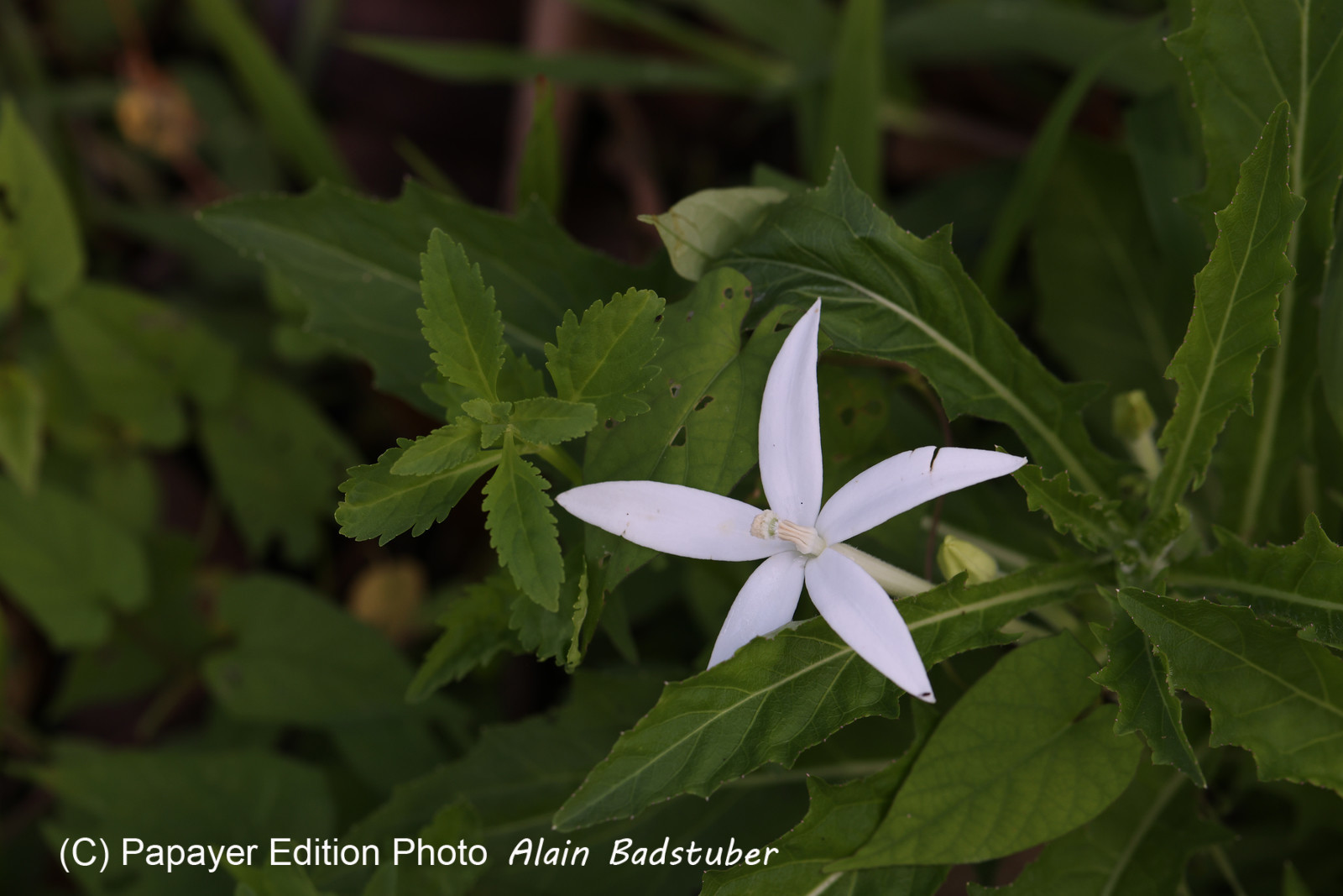 Chiguiri Arriba Chiguiri Arriba