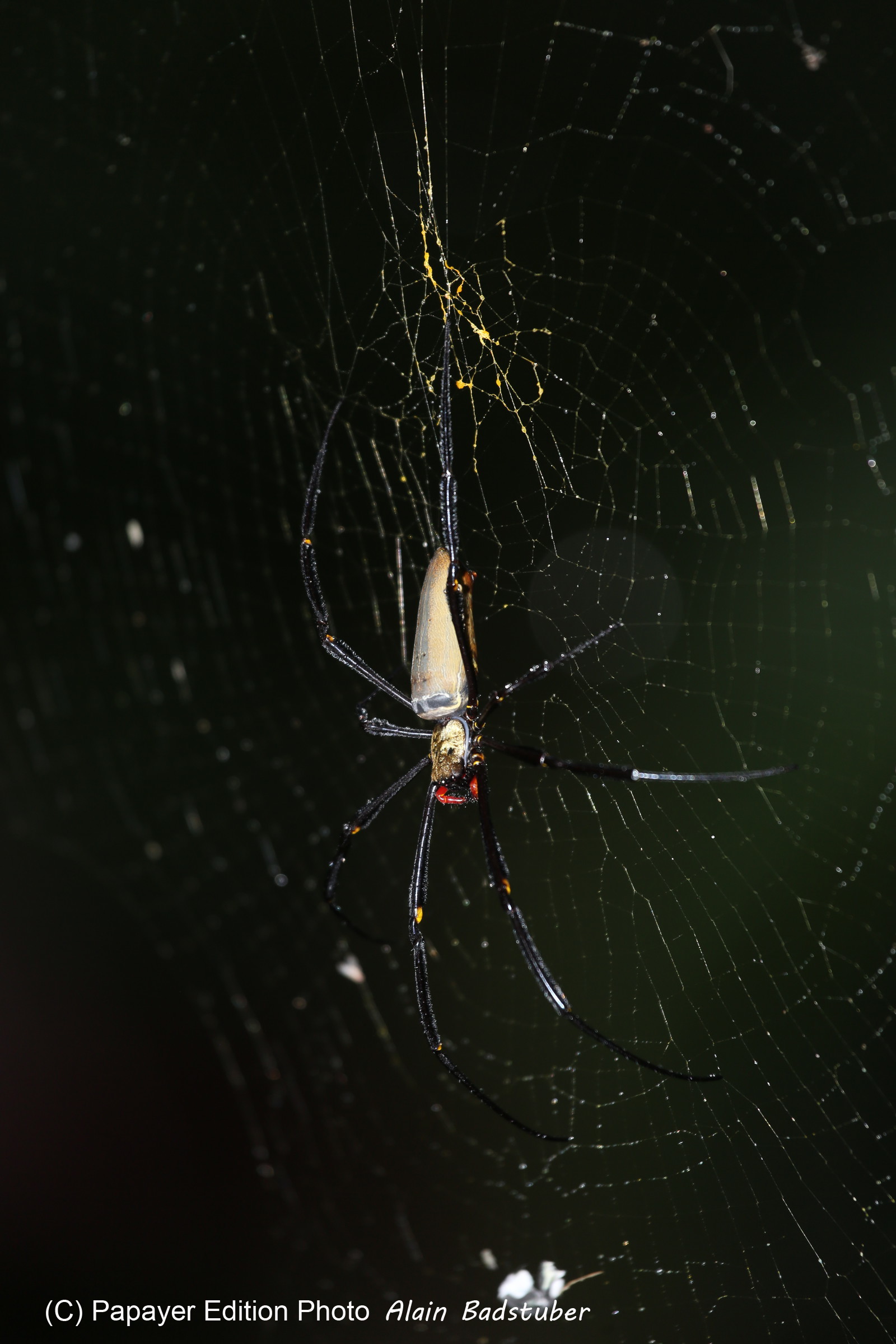 L'Australie à Cow Bay et Cape Tribulation en 2017