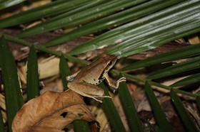 Grenouille à Cape Tribulation