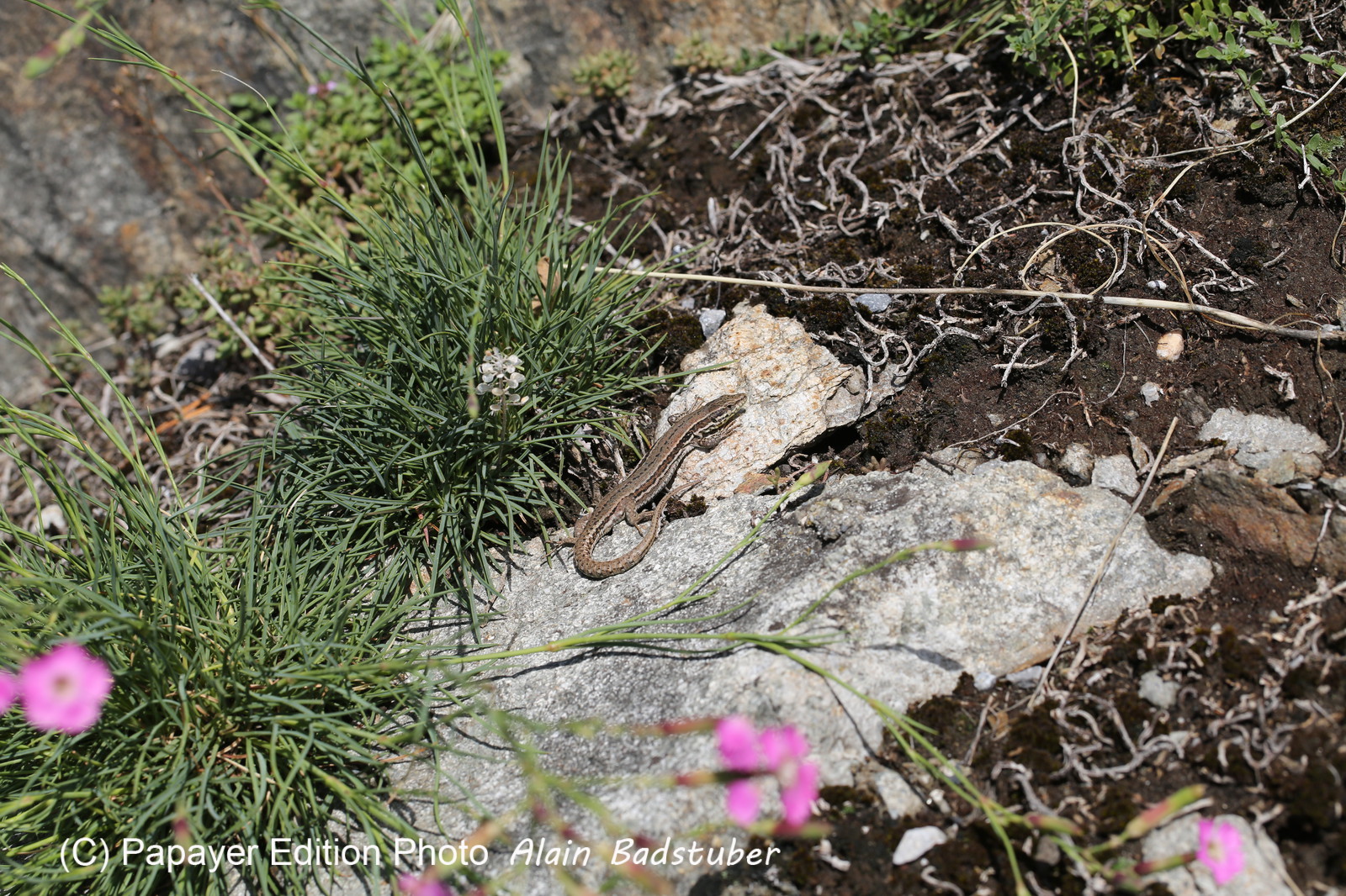 Follatères 2017 Follatères 2017