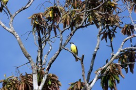 Images_Belize_2011_079