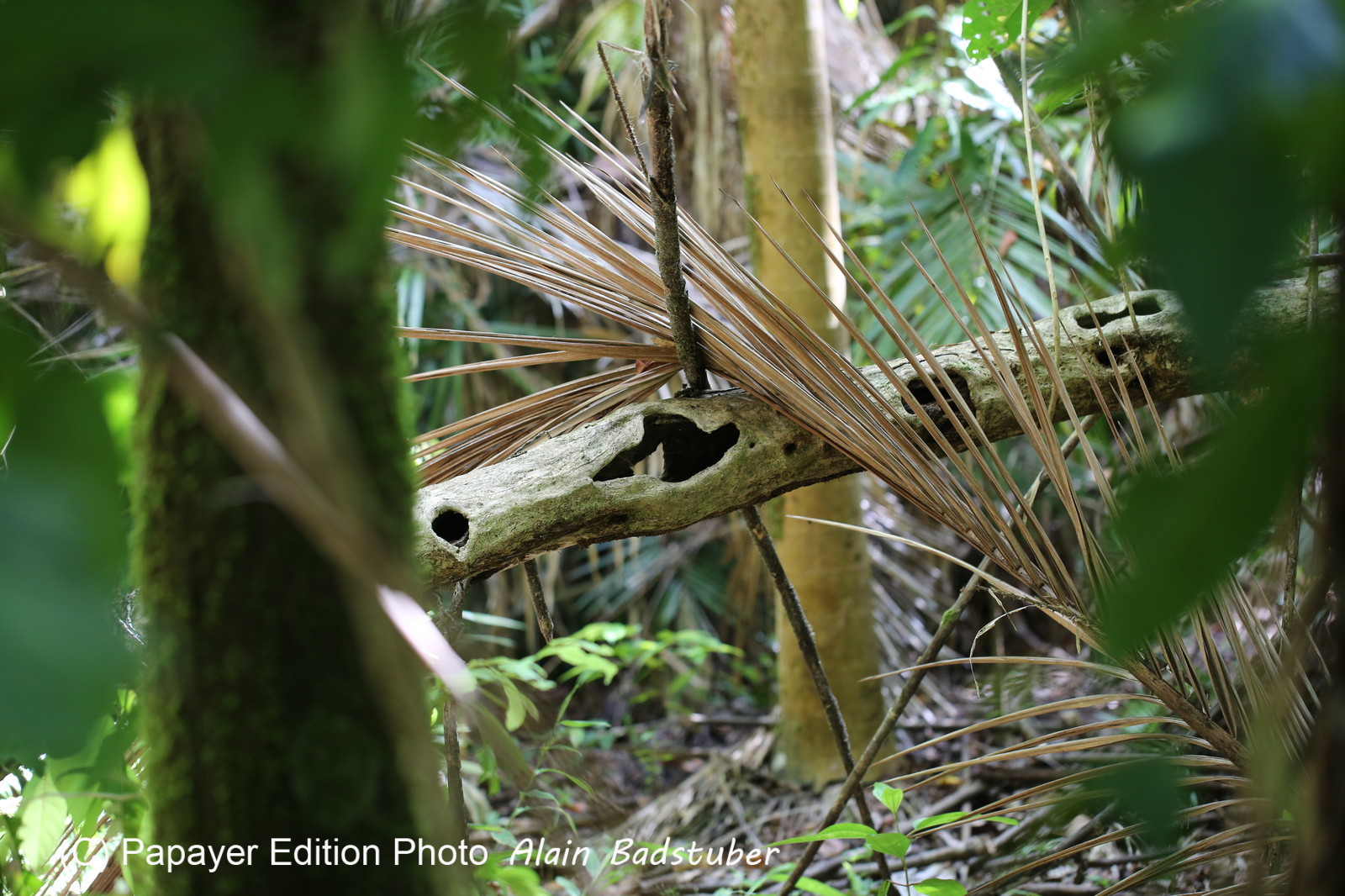 L'Australie à Cow Bay et Cape Tribulation en 2017