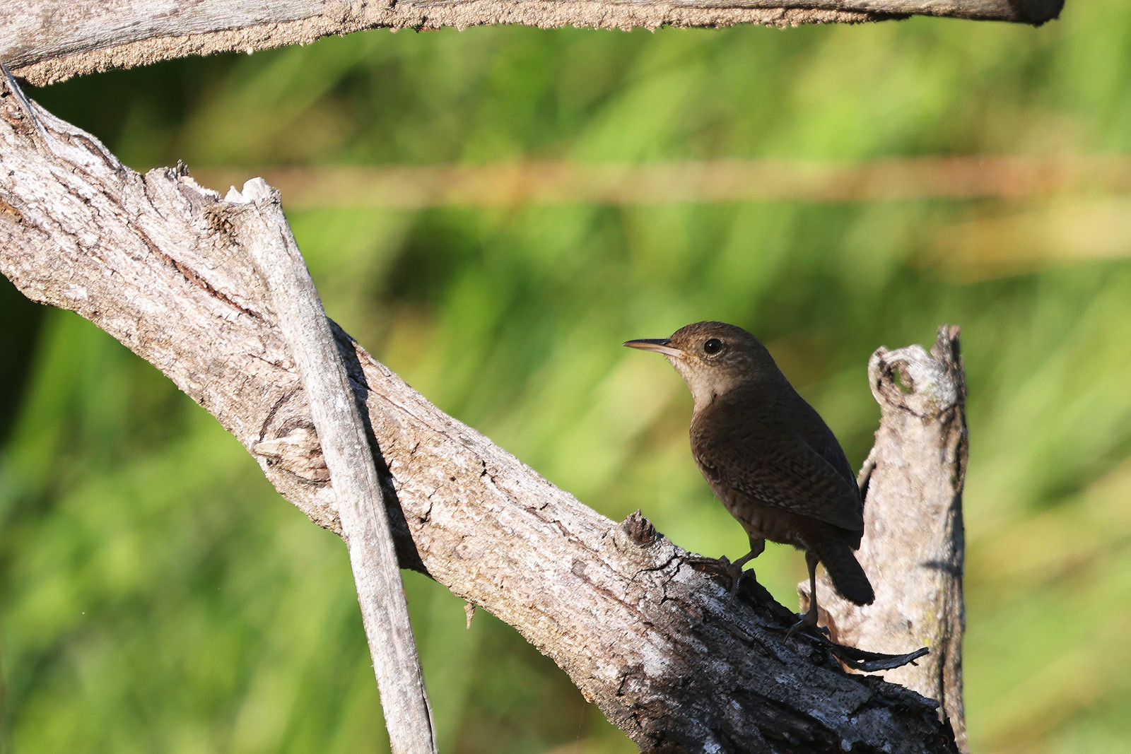 Troglodyte-familier_1.jpg Troglodyte-familier_1.jpg