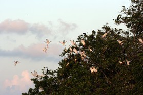 Images_Belize_2011_225