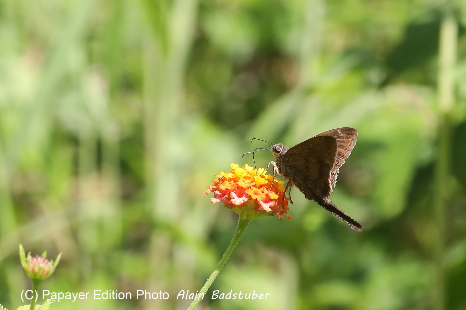 Hickatee Cottages, 4 jours de photo