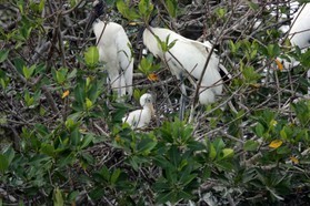 Images_Belize_2011_113