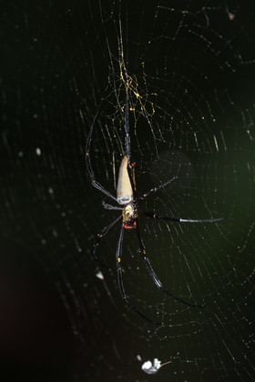 L'Australie à Cow Bay et Cape Tribulation en 2017