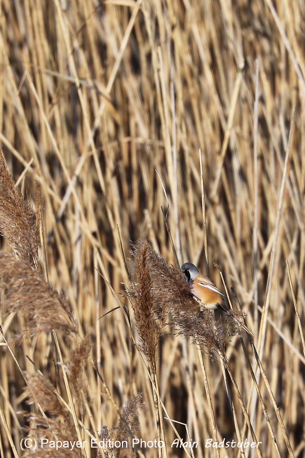 Faune et Flore de Suisse, 2022