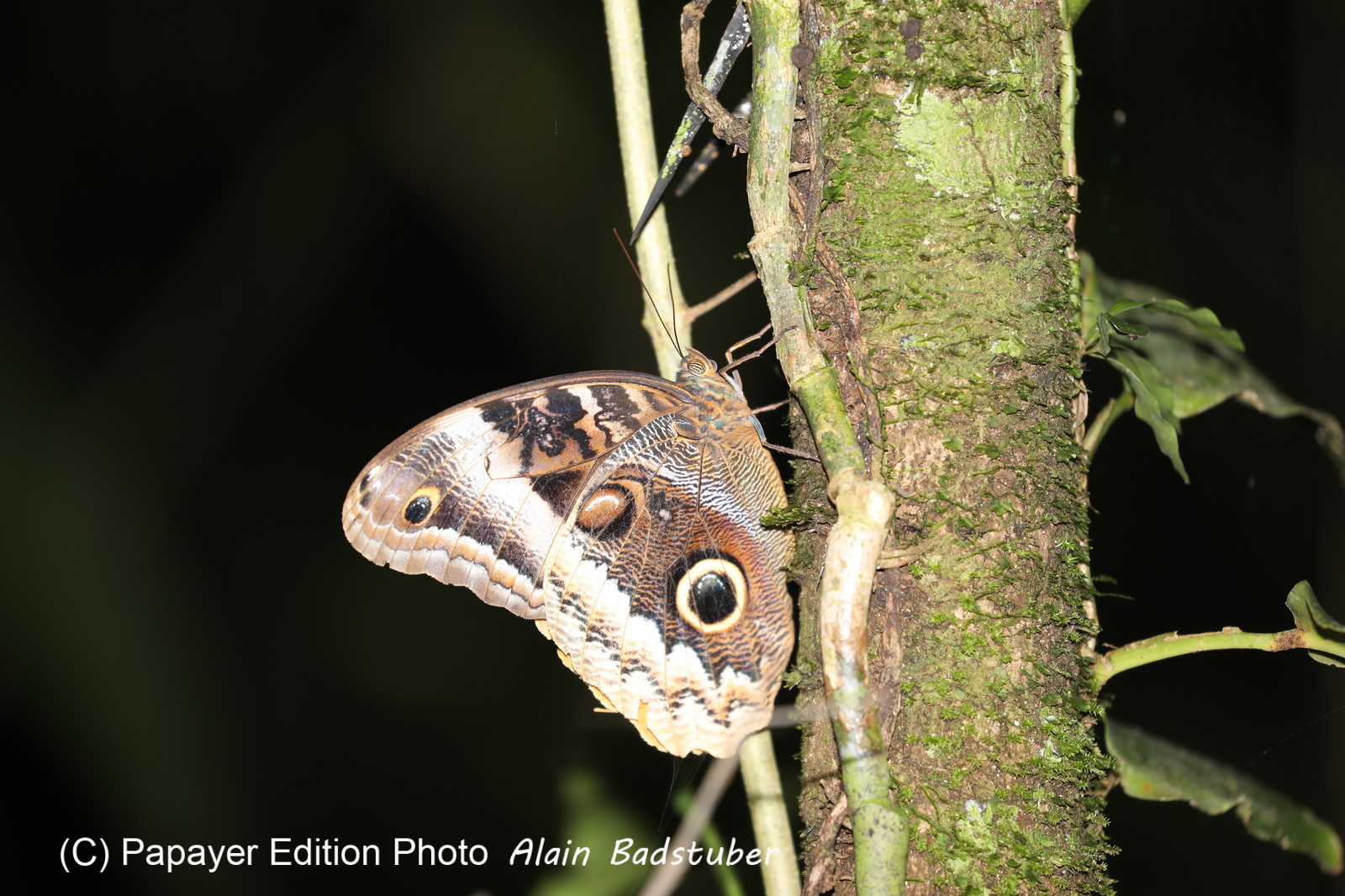 Hickatee Cottages, 4 jours de photo