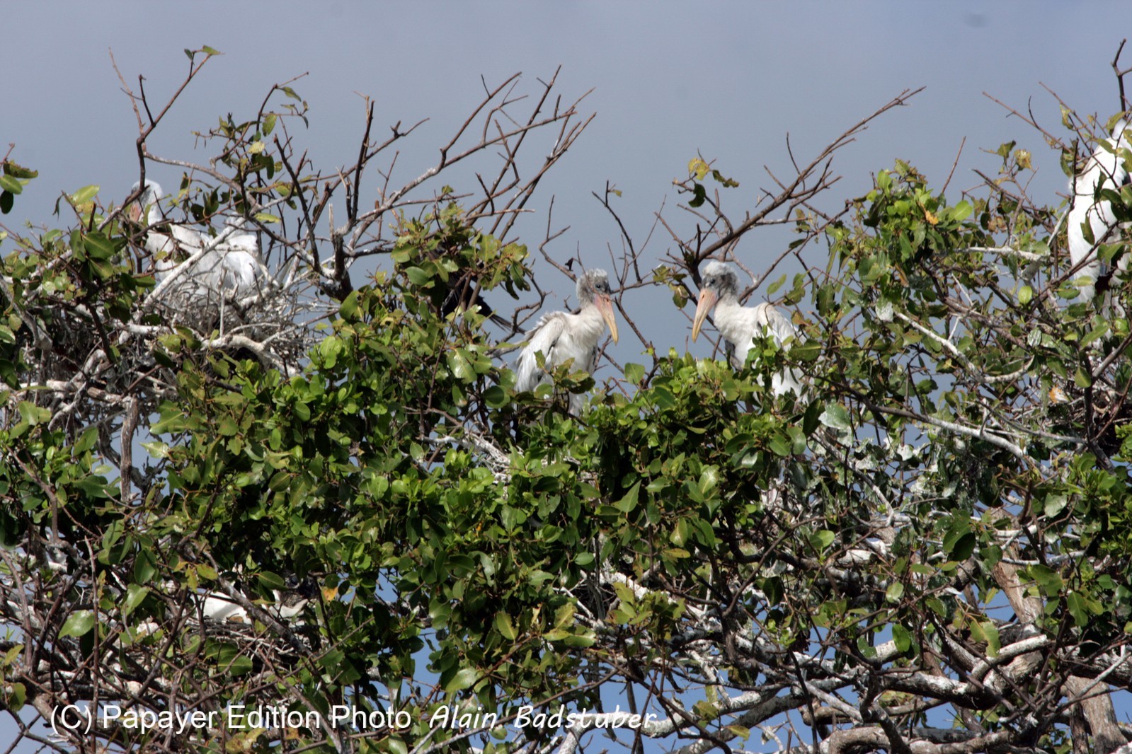 Images_Belize_2011_115