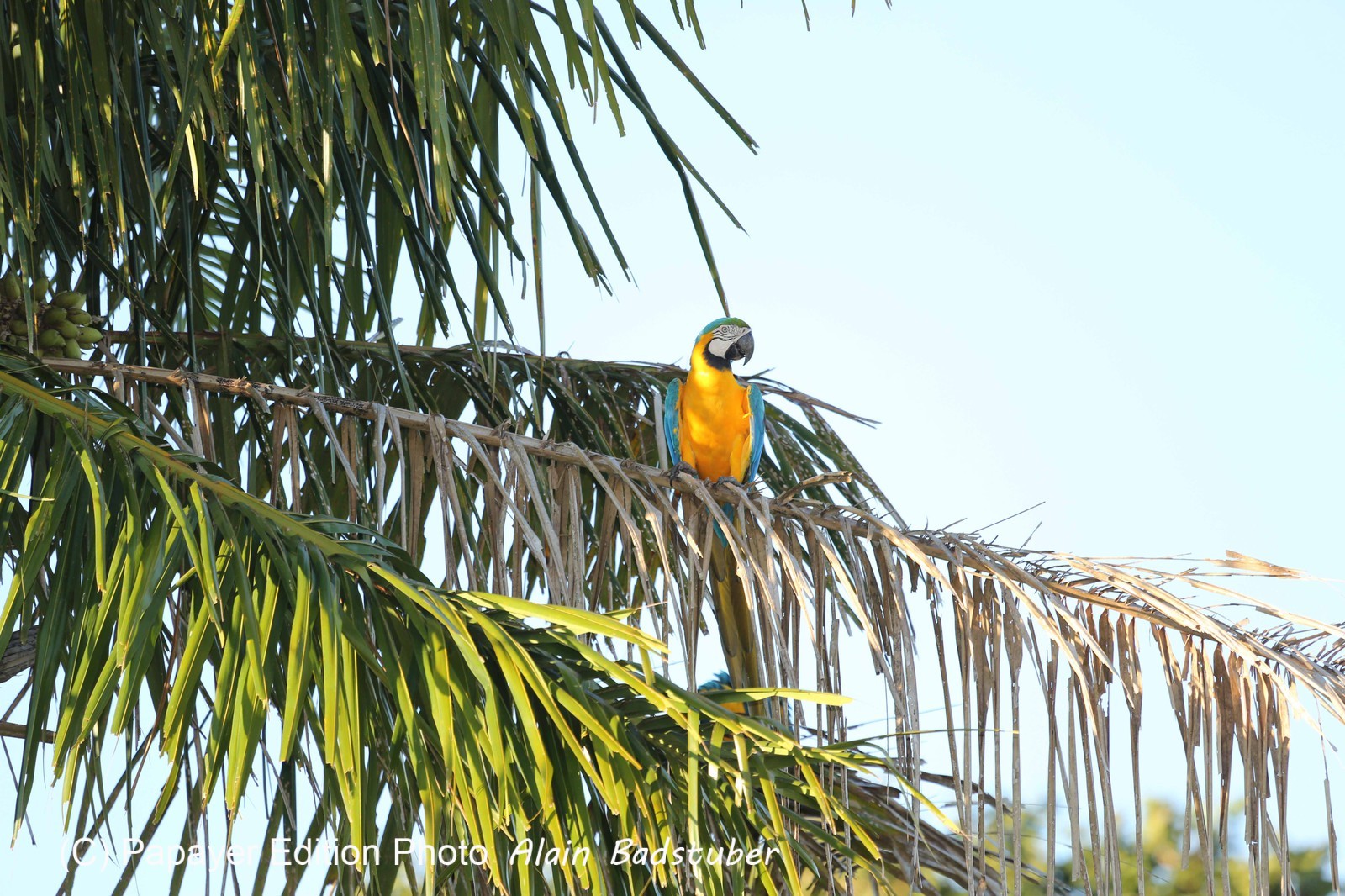 Portal_Paraiso_1_023.jpg Portal_Paraiso_1_023.jpg