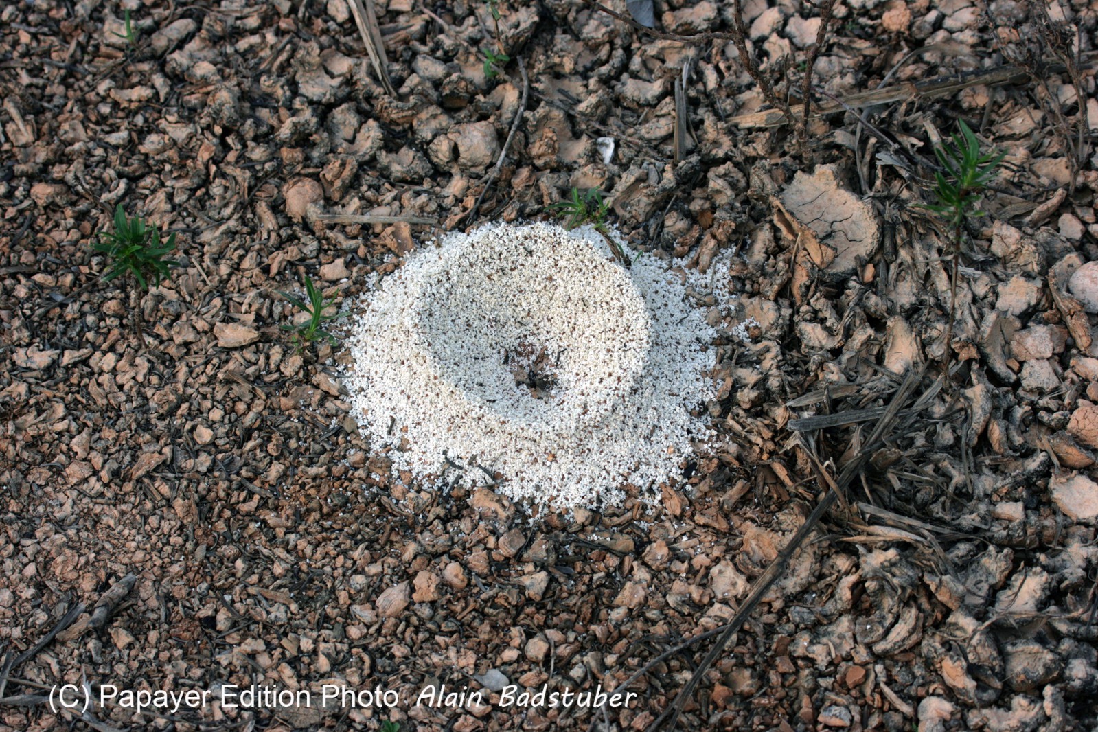 Images_Belize_2011_070