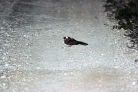 Images_Belize_2011_361