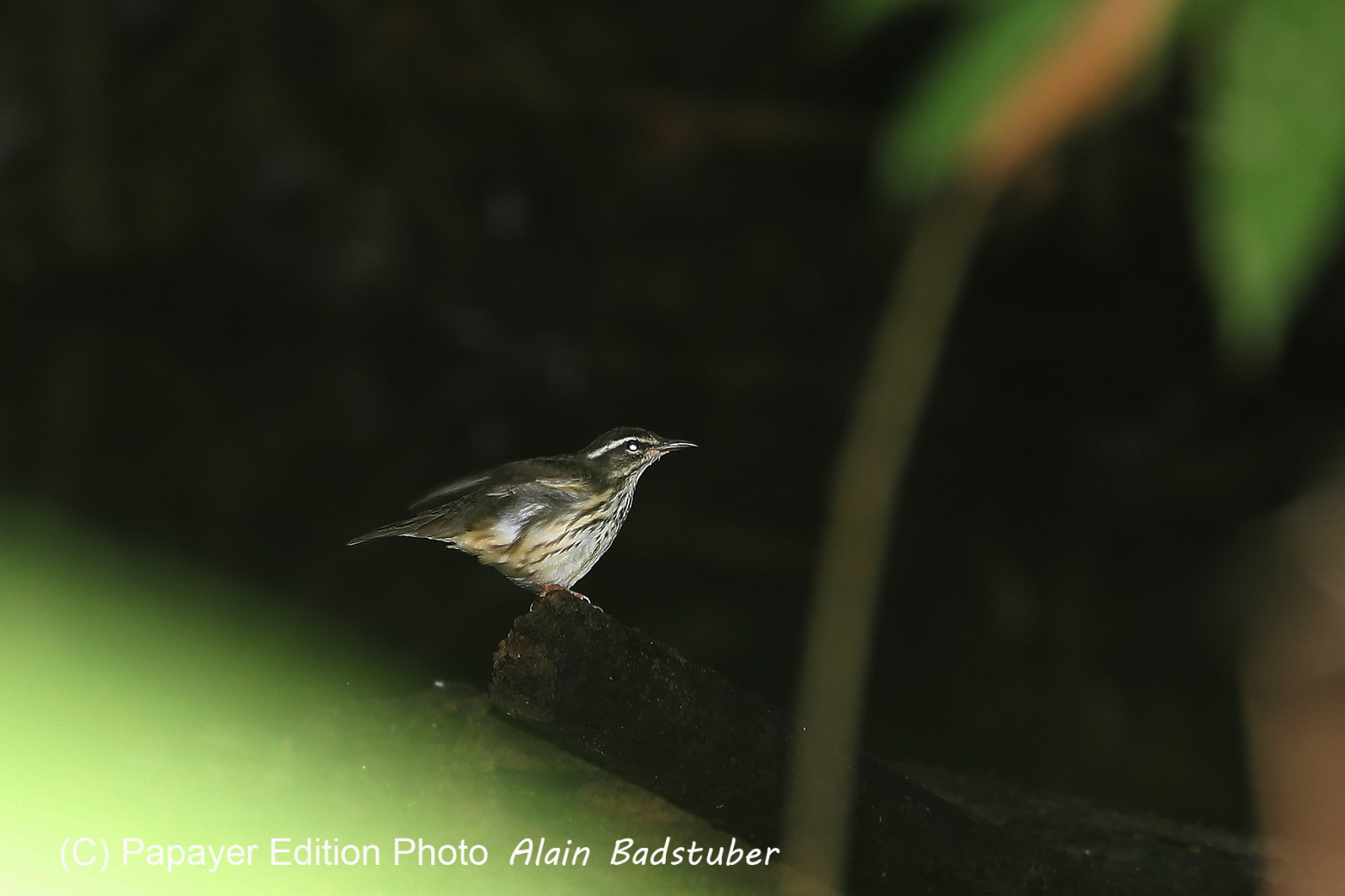 Hickatee Cottages, 4 jours de photo Hickatee Cottages, 4 jours de photo