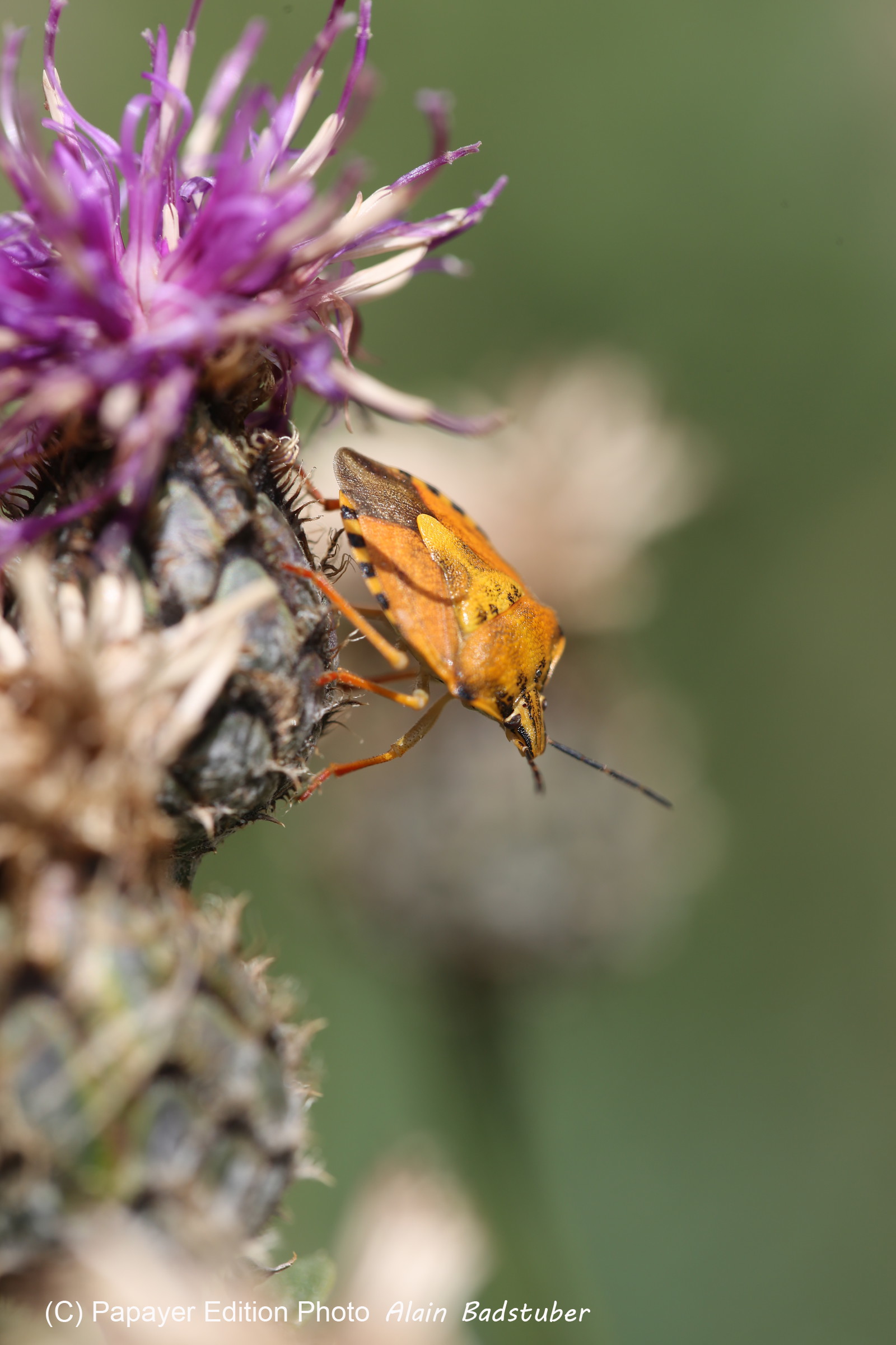 Follatères 2017 Follatères 2017