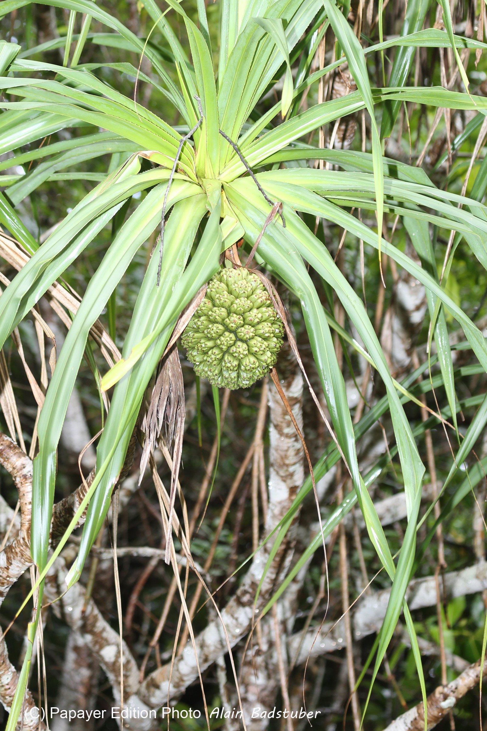 L'Australie à Cow Bay et Cape Tribulation en 2017 L'Australie à Cow Bay et Cape Tribulation en 2017