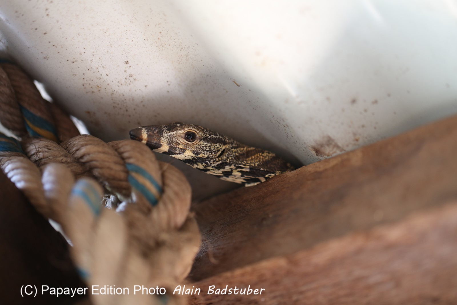 Reptiles à Cape Tribulation