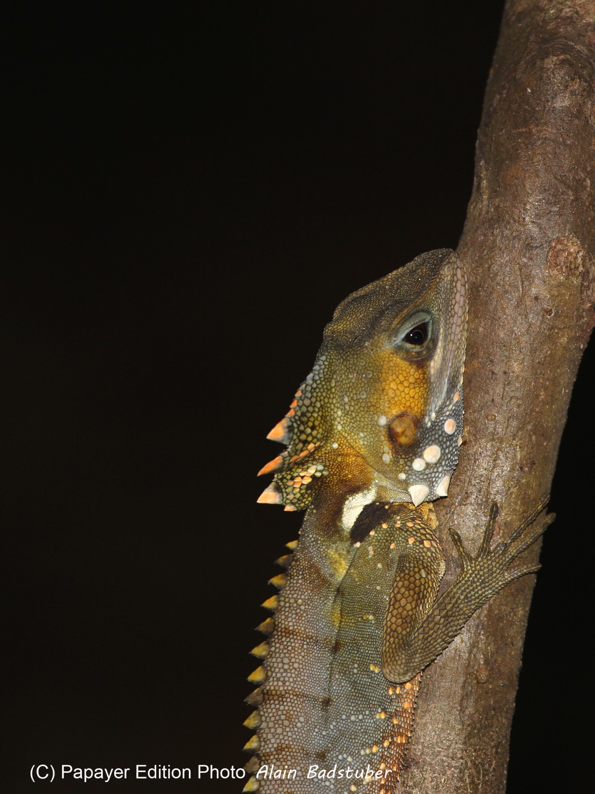 Reptiles à Cape Tribulation Reptiles à Cape Tribulation