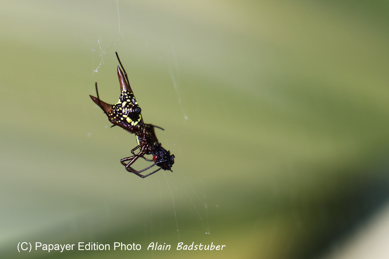 Chiguiri Arriba Chiguiri Arriba