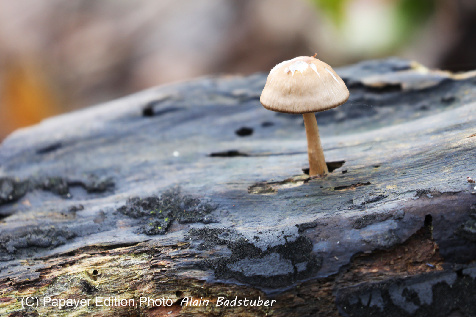 Faune et Flore de Suisse, 2022