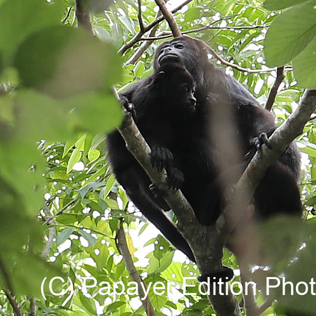 Singes hurleurs à Punta Gorda, Bélize Singes hurleurs à Punta Gorda, Bélize