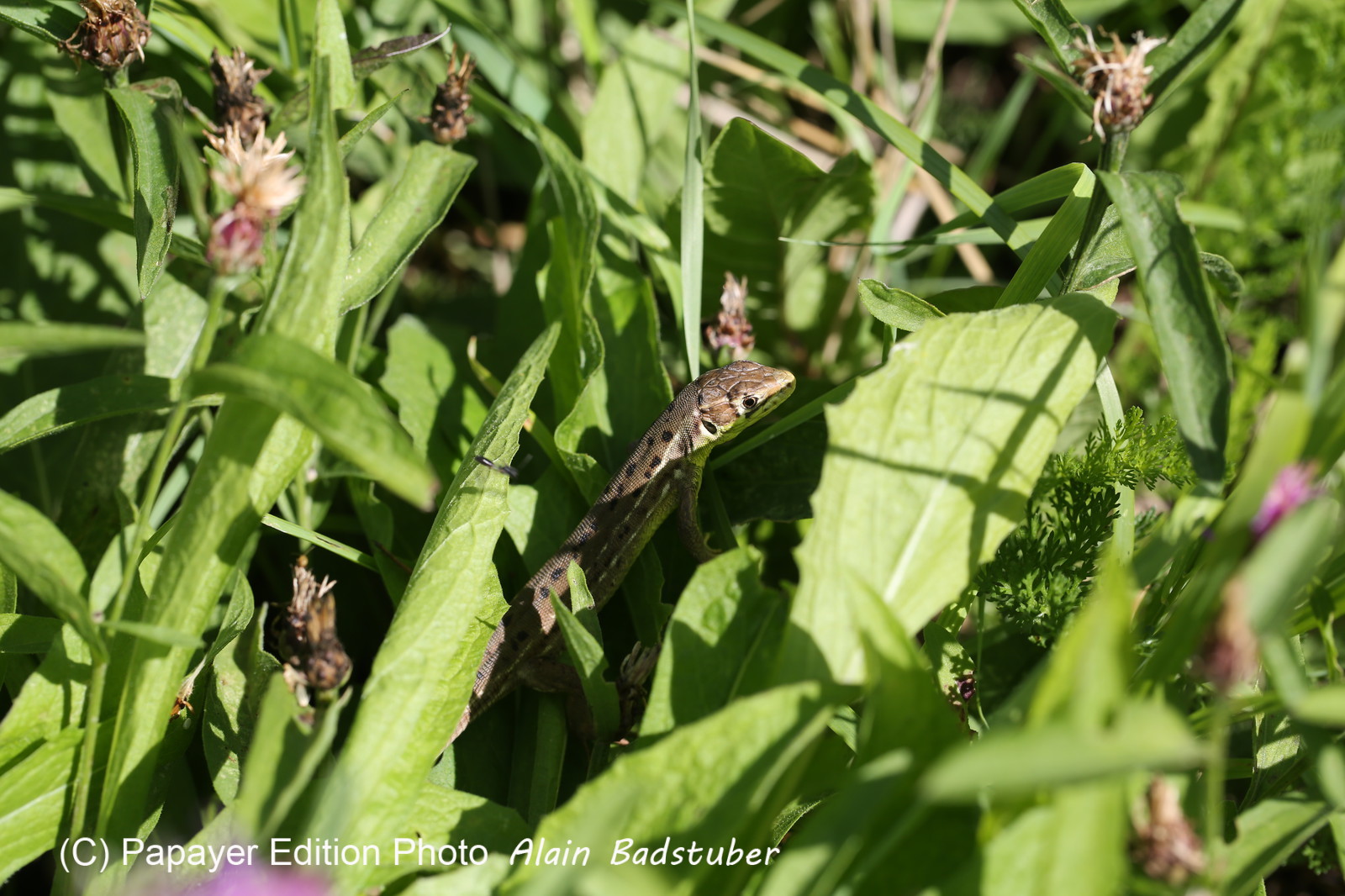 Follatères 2017 Follatères 2017