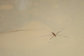 L'Australie à Cow Bay et Cape Tribulation en 2017