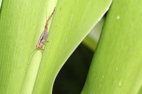 L'Australie à Cow Bay et Cape Tribulation en 2017
