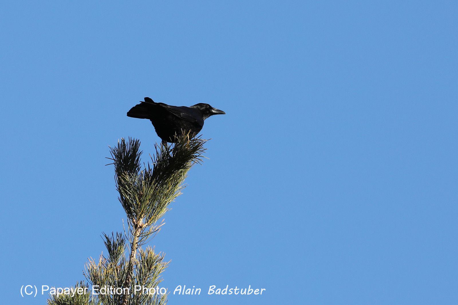 Faune et Flore de Suisse, 2022